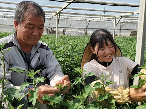 花の芽かき作業を農家さんから丁寧に教わります!