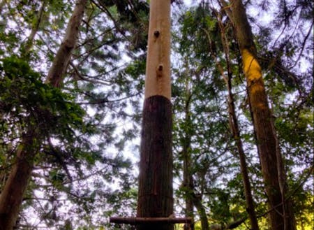 熊野地方に伝わる杉皮の立ち剥ぎ