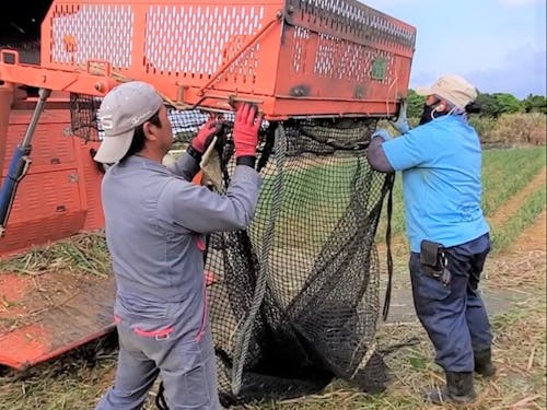 サトウキビの収穫補助業務