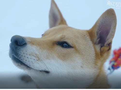 愛犬の「アフロ」も一緒に豊岡での生活を楽しんでます