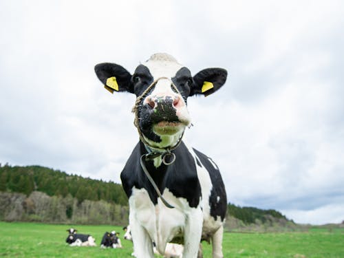 カメラに興味津々な牛!