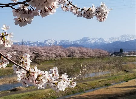 南砺市内の桜と春の空と山の雪