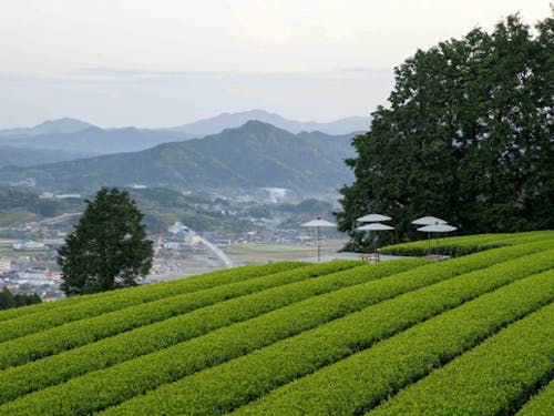嬉野市の美しい茶畑