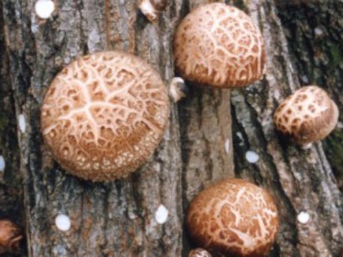 諸塚村の特産品「原木しいたけ」