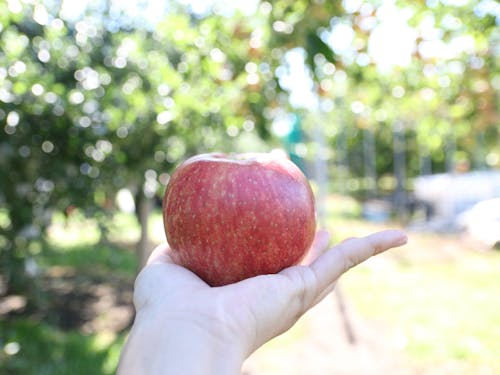 りんごも外せない