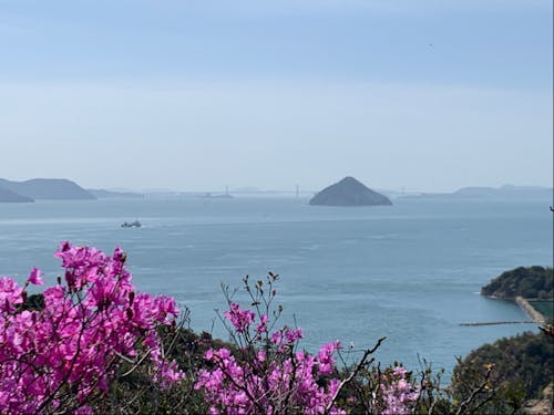 島の南側から瀬戸大橋、大槌島を望む。手前に咲いているのは島つつじ。