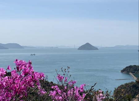 島の南側から瀬戸大橋、大槌島を望む。手前に咲いているのは島つつじ。