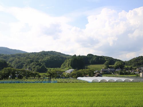 地区の農場の様子
