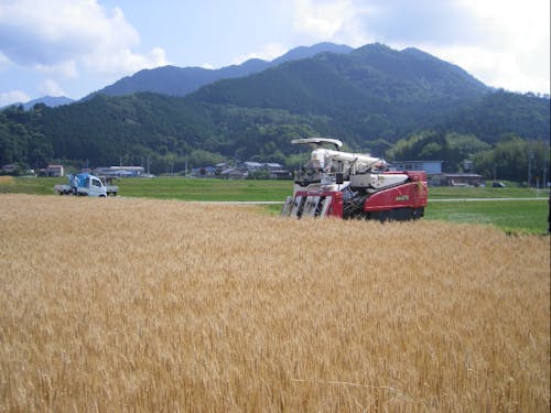 小麦の収穫