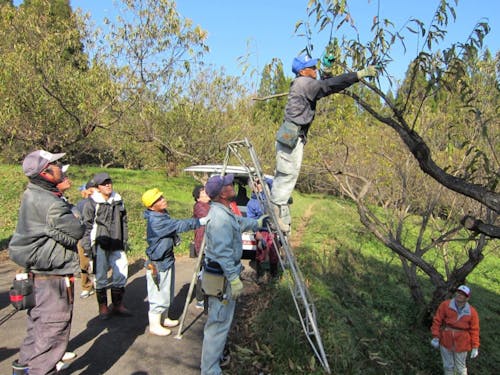 剪定講習会の様子(栗)