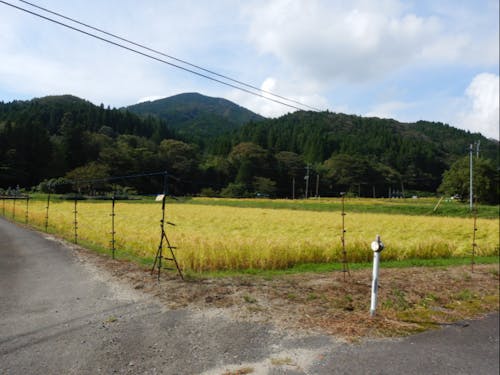 地区の圃場の様子