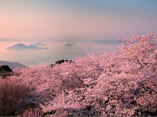 米紙『ニューヨーク・タイムズ』の2019年「行きたい52スポット」において、瀬戸内を代表する景観として紹介されたスポット。