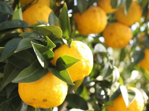 陸前高田の魅力②イベントや体験も様々あり!