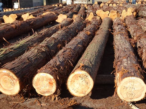 市場で競り売りを待つ木たち