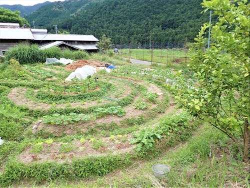 農薬や肥料を使わずお米・麦・穀物・野菜など年間約100種類ほど育てています。