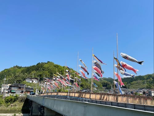 日野川こいのぼり