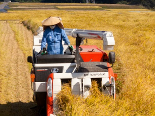 実りの秋。美味しいお米の収穫作業です。