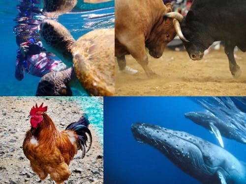 クジラやウミガメに出会えます。