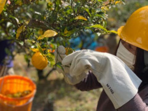 神河町根宇野地区でゆずを収穫しています。