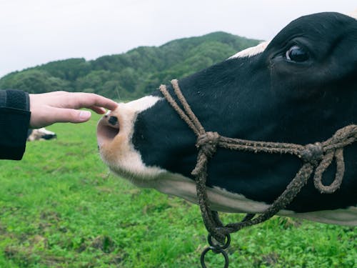 牛は意外に懐っこくて可愛いです