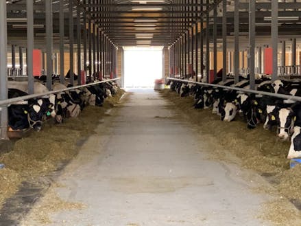 研修牧場の牛舎。フリーストール型で牛が自由に歩き回れます。