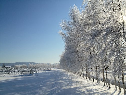 町内の冬の景色