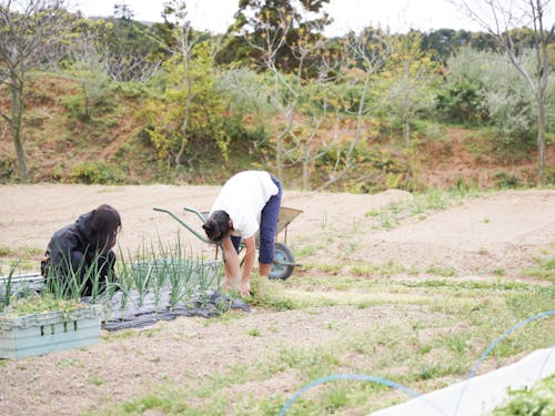 第一次産業現場で働く島体験生の様子