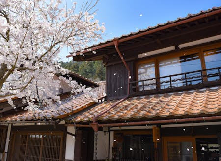 須貝邸のある通りは桜並木。春になると、お部屋から桜を望むことができます。