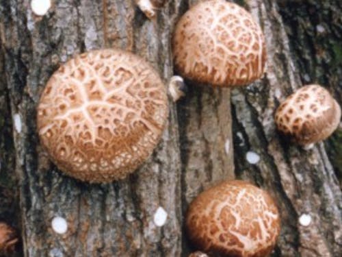 諸塚村の特産品「原木しいたけ」