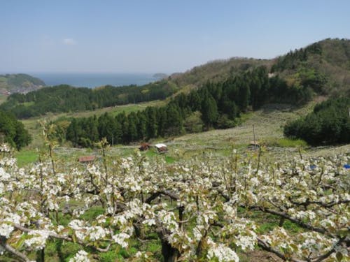 開花期はほんのり梨の香りが広がる丘