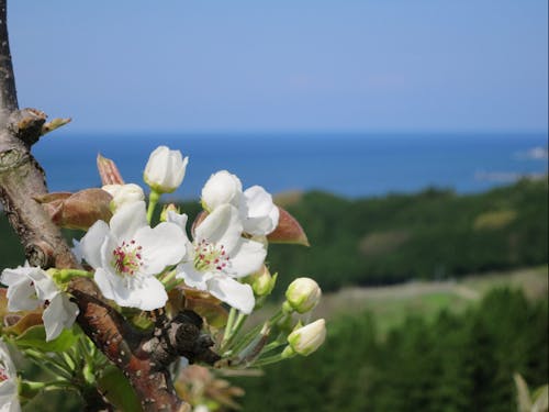 4月、日本海を背景に咲く梨の花