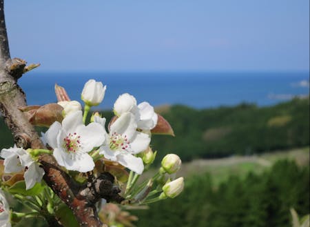 4月、日本海を背景に咲く梨の花