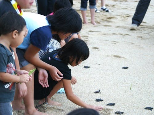 海ガメで育まれる教育