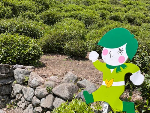 近江政所茶の復興(栽培と販売)