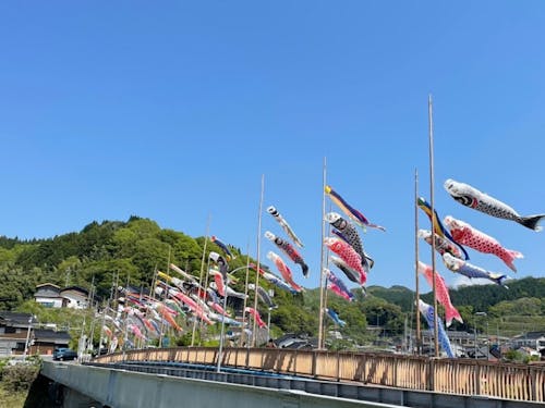 日野川こいのぼり