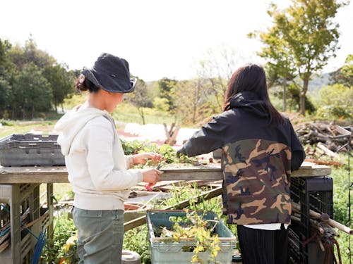 第一次産業現場で働く島体験生の様子
