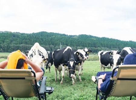 基幹産業である酪農。放牧地のど真ん中でテントサウナ。