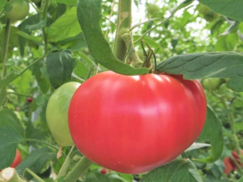 トマト作りの様子