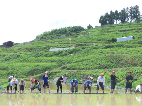 田植えや祭など島の行事にも参加し、学びながら交流を続けます。