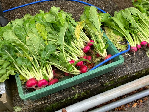 水洗いをしている様子