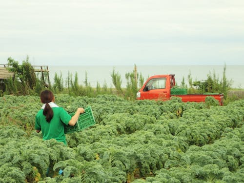 受入先:ベジュール合同会社