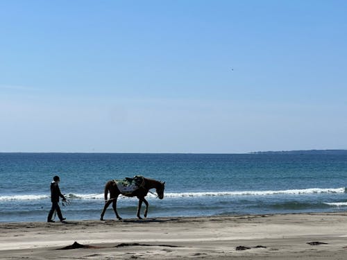 受入先:みんなの馬株式会社