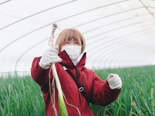 冬が旬の『軟白ネギ』の収穫体験の様子