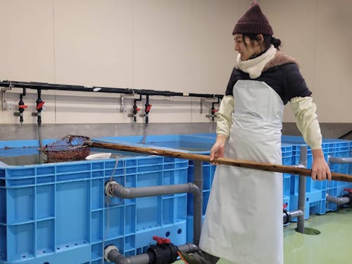 なまこの加工現場で作業を行っている半官半X職員