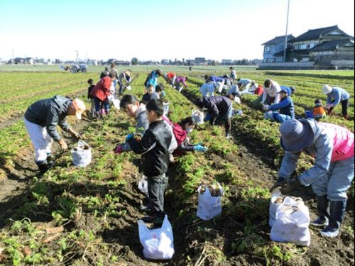 みんなで収穫楽しいな♪