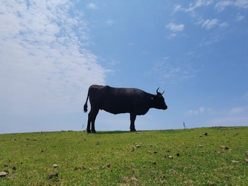 牛がいる世界に人間がお邪魔しています