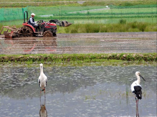 野生復帰したコウノトリ