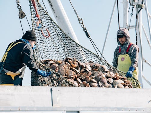 ホタテ漁の荷揚げ
