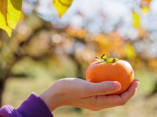 南深清水は、柿の伝統的な産地