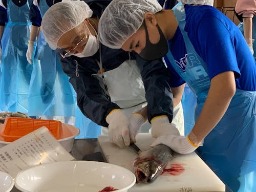 新巻鮭づくり体験